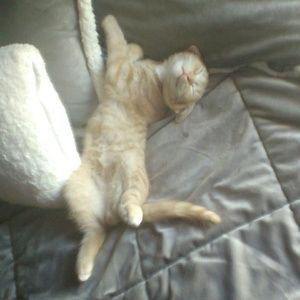 Meet your Posher, Amber